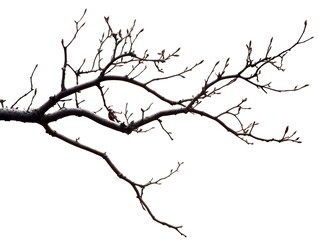 A Single Branch with Buds and a Dried Leaf on a White Background