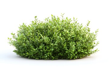 Lush Green Shrub with Small Leaves on a White Background