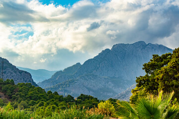 beautiful mountain landscape with many green plants, trees, fir trees and palm trees in Göynük Turkey (Kemer/Antalya)