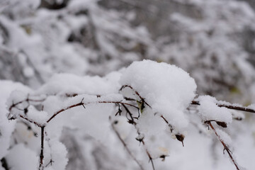 Obraz premium Snow-covered Bush Branches in Winter