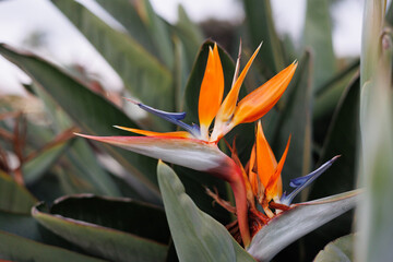 Obraz premium A stunning close-up of a Birds of Paradise flower, showcasing its vibrant orange and blue petals with intricate details. The bold colors and unique shape capture its exotic beauty.