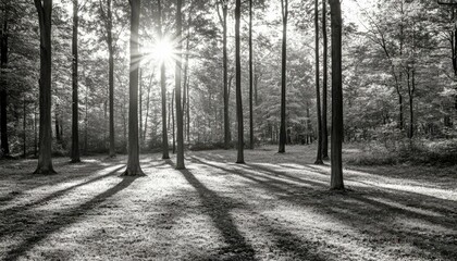 Sunlight filters through trees in a serene black-and-white forest scene.