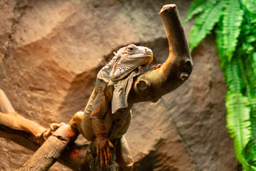 Red iguana is perching on tree branch. Blurry background animal wildlife