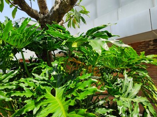 campus or office area design that implements a green and beautiful Philodendron selloum garden