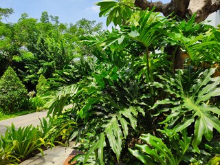 campus or office area design that implements a green and beautiful Philodendron selloum garden