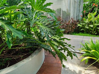 campus or office area design that implements a green and beautiful Philodendron selloum garden