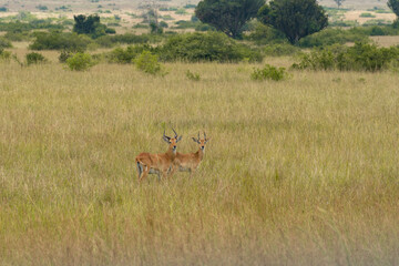 Two male antelopes standing gracefully in a lush African savannah. Their sharp horns and golden coats blend beautifully with the tall grass and distant trees.