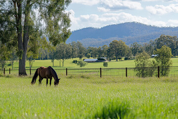Horse grazing peacefully in a fenced paddock