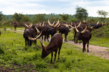 A herd of majestic Ankole-Watusi cattle with impressive horns grazing in lush green grasslands of Uganda, showcasing traditional African livestock.
