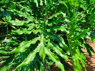 campus or office area design that implements a green and beautiful Philodendron selloum garden