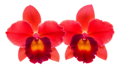High-Quality PNG Orchid Flower Isolated on White Background – High Resolution