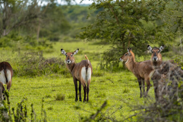 A group of alert waterbucks standing amidst lush greenery in Uganda’s savanna, showcasing the natural beauty and wildlife of the African landscape.
