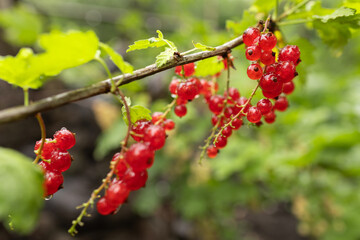 Branch of ripe red currant in a garden
