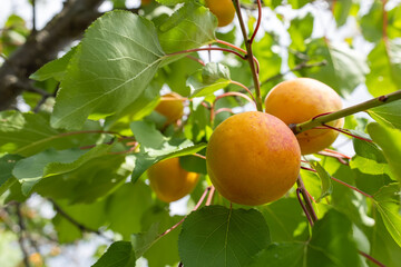 branch of the ripe apricots in the orchard