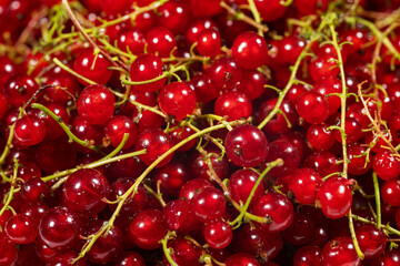 Red currant berries rotating. Food background. Macro shot of ripe redcurrant