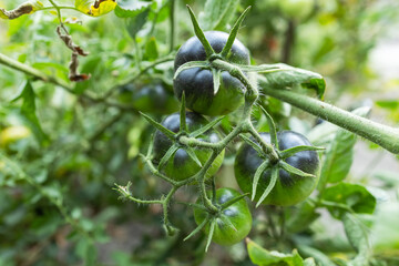 Black tomatoes on a branch of a tomato plant on a sunny summer day