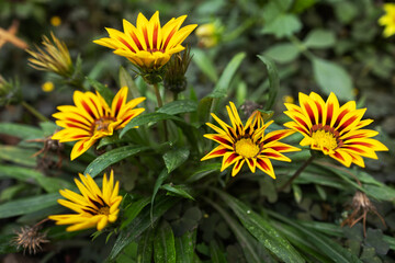 A closeup orange beautiful Gazania rigens flower