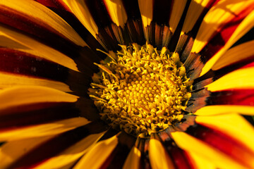 Gazania flower. Yellow chamomile. heliopsis flowers