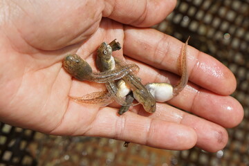 Tadpoles, baby frogs, hand holding tadpoles, frogs, tadpole, frog 