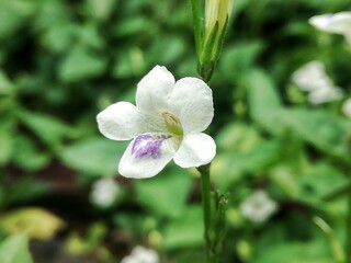 Macro photo.white small wildflower blossom (Asystasia gangetica) grow in the bush with natural background 