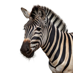 Fototapeta premium Majestic zebra standing proudly on an isolated transparent background, perfect for wildlife, safari, or nature-themed projects.