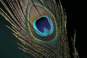 Naklejka premium Beautiful peacock feather on dark background, closeup