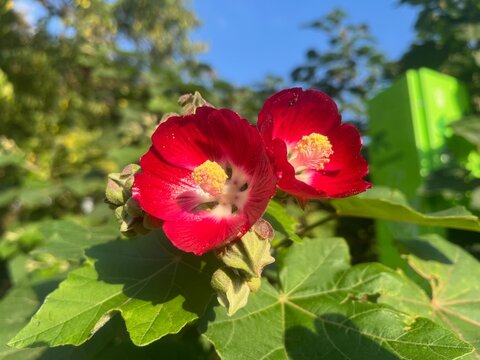 Rote Malvenbl&uuml;te