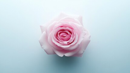 A close-up of a delicate pink rose against a soft blue background.