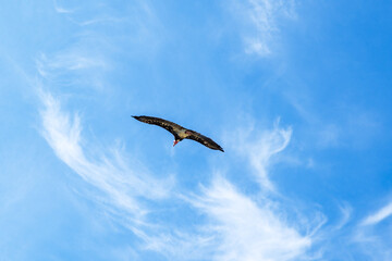 a large vulture flying overhead