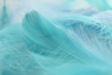 Many beautiful feathers as background, closeup view