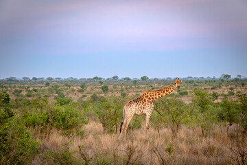 girafe, le matin, dans le Parc National Kruger, Afrique du Sud