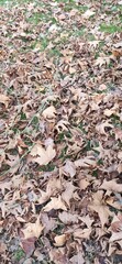 autumn leaves on the ground