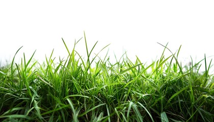 Obraz premium Close-up of Lush Green Grass Blades Against a White Background