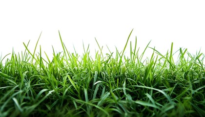 Fototapeta premium Lush Green Grass Blades Against a White Background