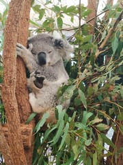 Obraz premium koala in a tree