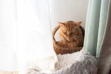 窓辺でくつろぐ可愛い猫　茶トラ猫