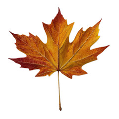 Fototapeta premium bright orange autumn leaf with detailed texture, isolated on transparent background