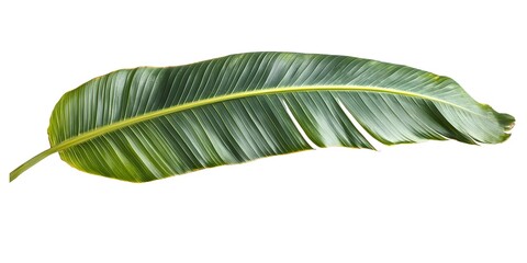 A single, large green banana leaf isolated on a white background