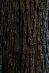 苔の生えたスギの木の表面