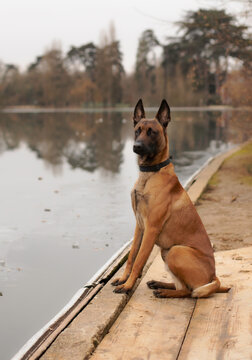 Malinois dog