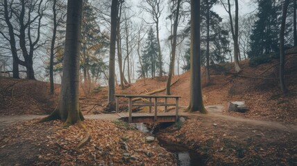 Fototapeta premium Serene forest path surrounded by lush green trees under soft sunlight. 