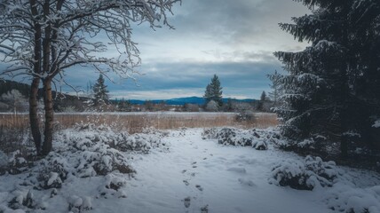 Obraz premium Towering pine trees and snowy landscapes, under a clear blue sky in a serene winter wilderness.