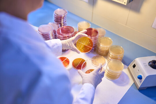 Hygienic-Sanitary Bacteriologic Lab Services for Food Industry