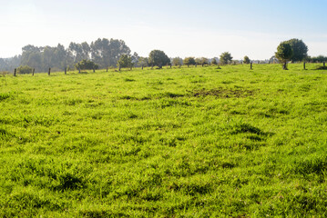 Pradera verde en zona rural de Asturias