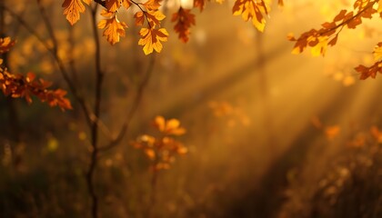 Obraz premium Light, wallpaper, background, autumn, no filter