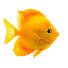 orange tang fish