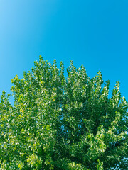 Fototapeta premium green leaves (poplar tree)against blue sky