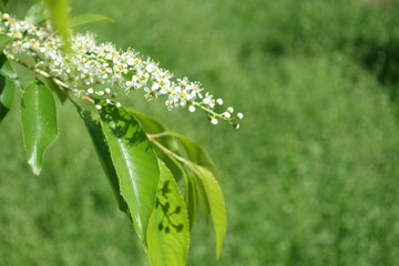Closeup of buds and flowers of mountain black cherry in May