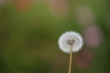 赤色やピンク色のドットがある緑色の背景と白色のタンポポの綿帽子