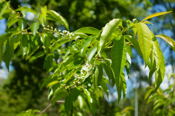 Green leaves, buds and flowers of mountain black cherry in May